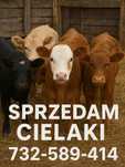 sprzedam cielaki mięsne i mieszńce