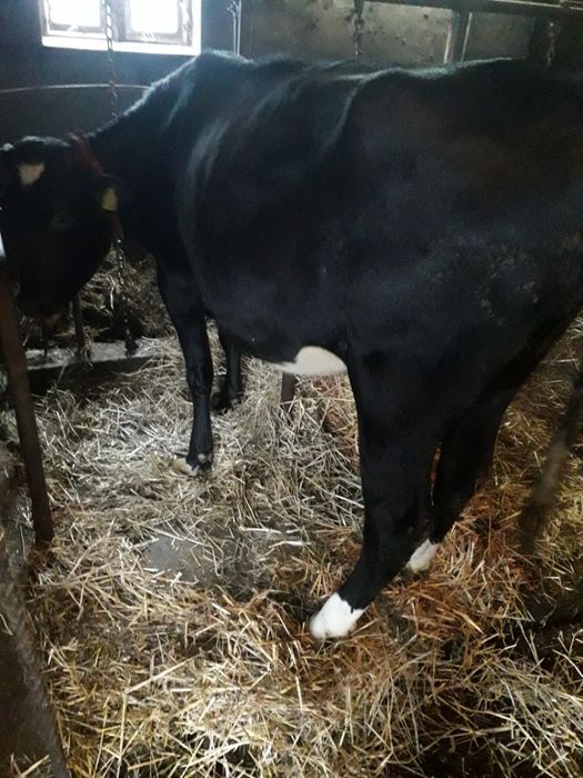 Jałówka wysokocielna