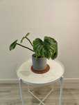 Philodendron mamei ‘Silver’ // planta interior