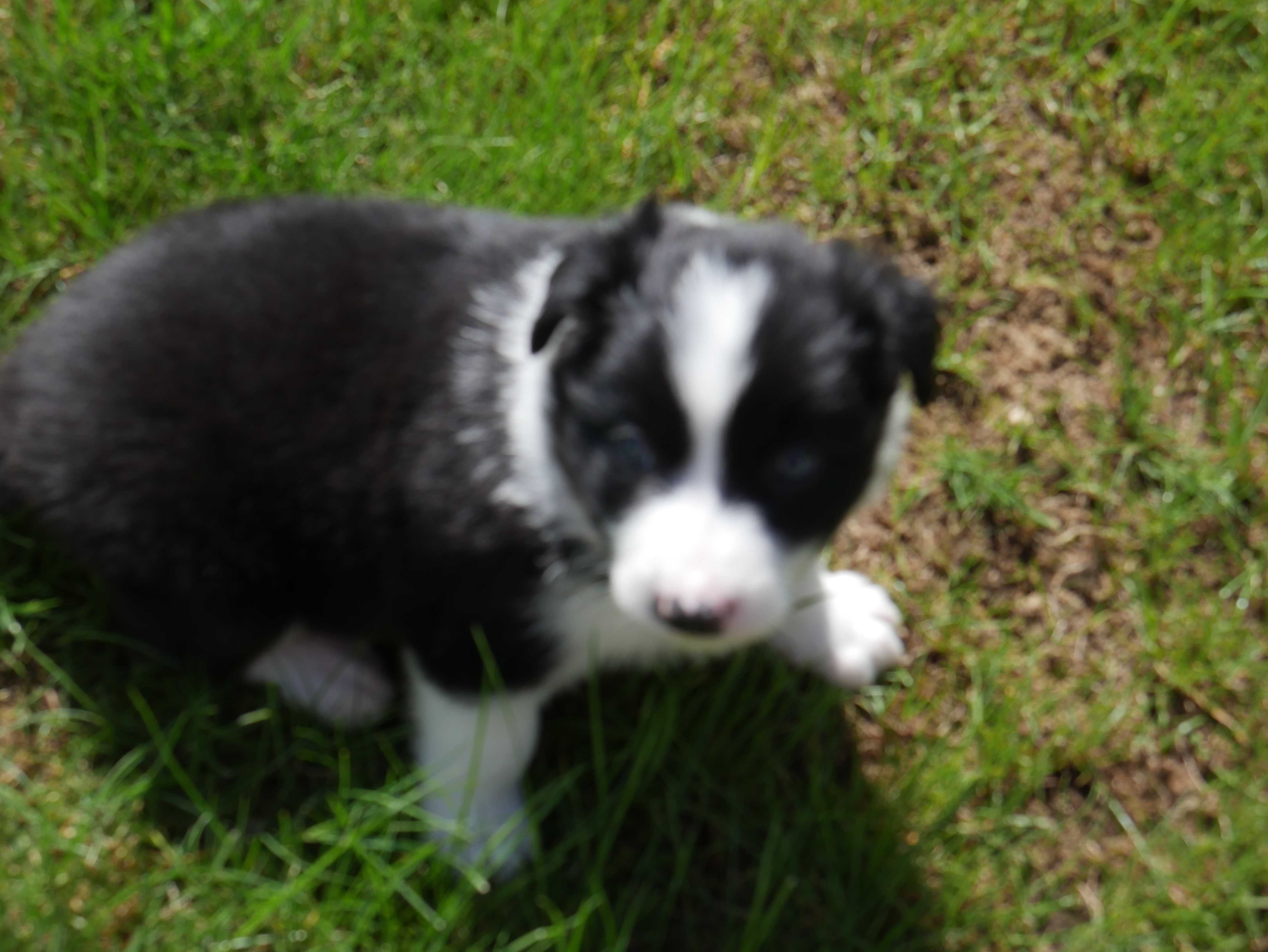 Border Collie chłopak