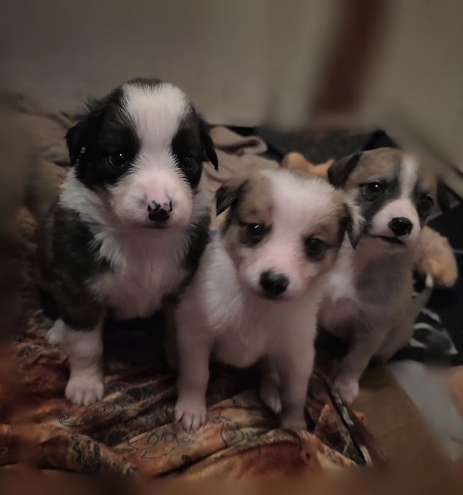 Пожалуйста, помогите спасти и найти дом.