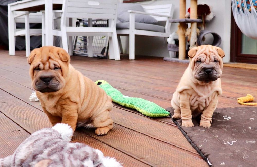 Szczeniaczek Shar pei Związek Kynologiczny rodowód