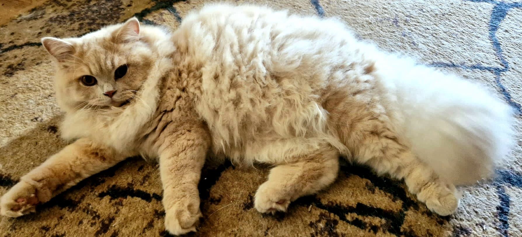 Kocurek brytyjski kremowy Kitten Champion