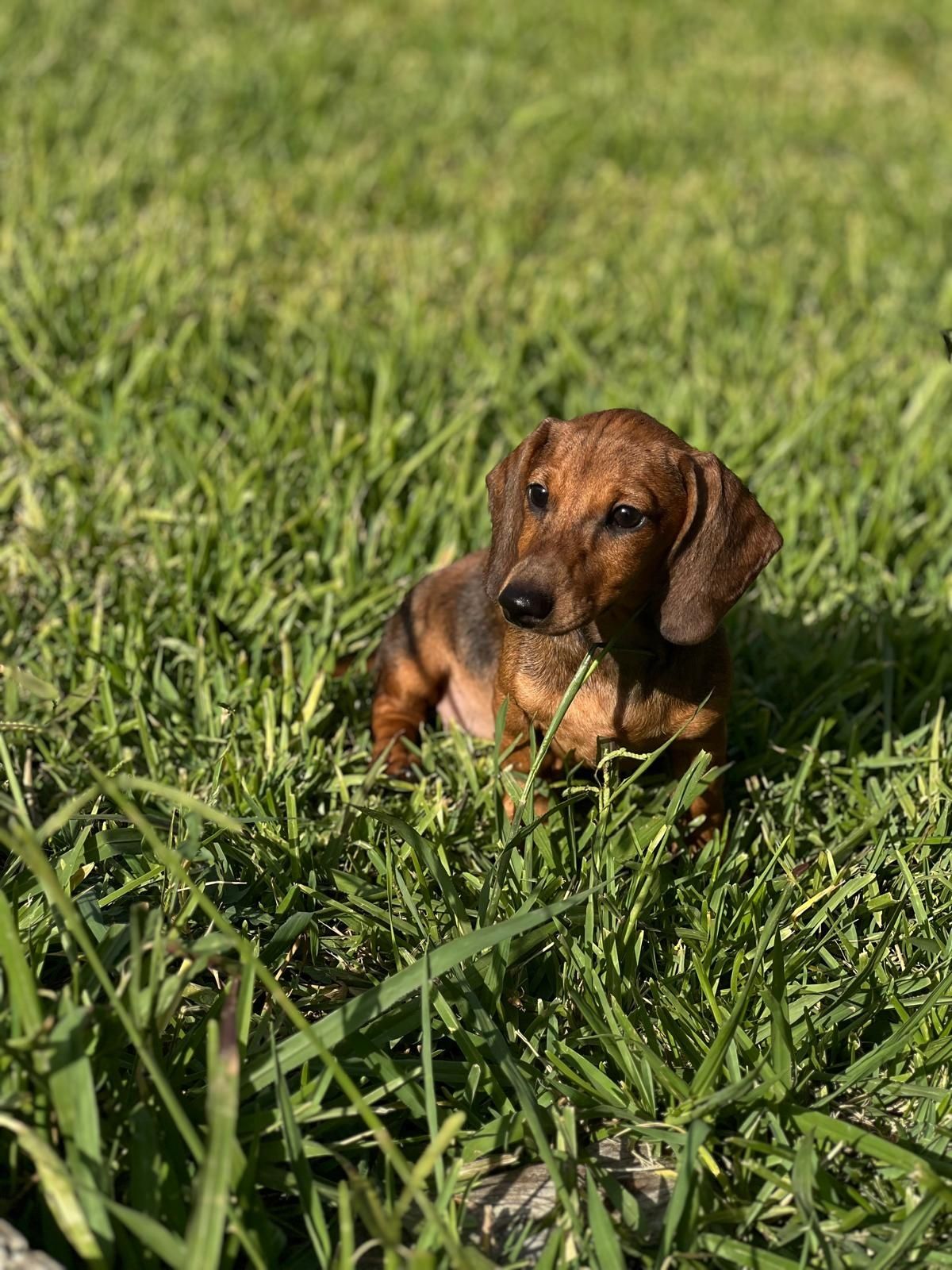 Teckel linda menina com Lop (Pedigree)