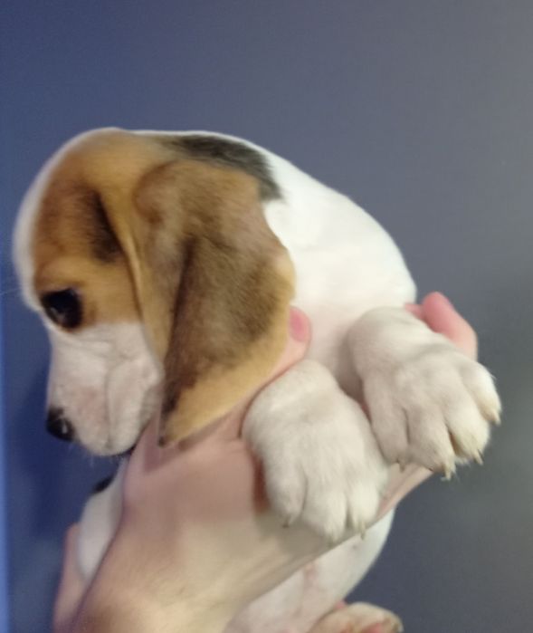 Біглюшки 2,5 місяці