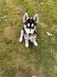 Siberian Husky piesek