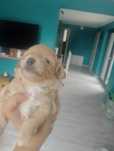 Malutki piesek Maltipoo