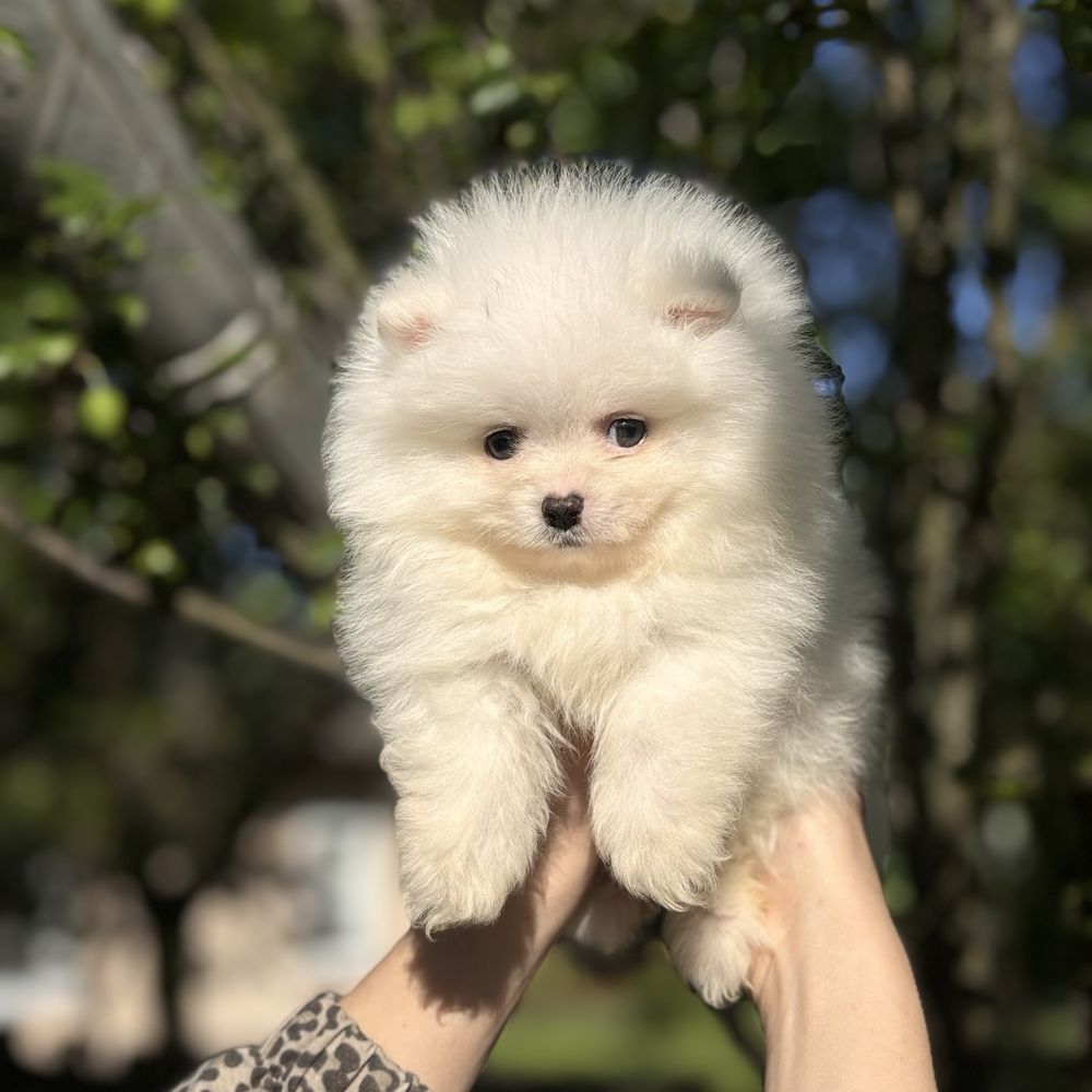 Хлопчик шпіцуля