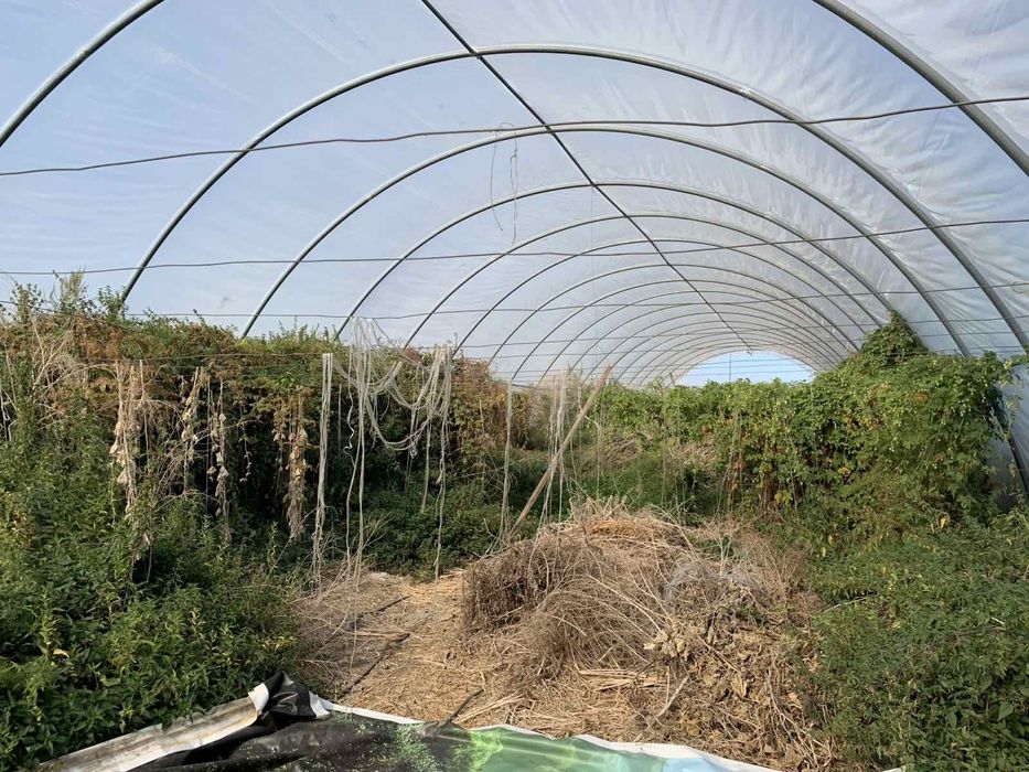Здам в оренду ділянку під тепличне (парникове) господарство