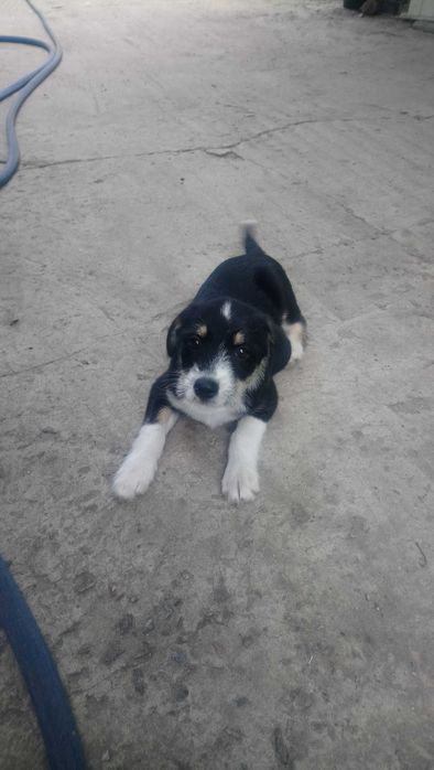 Суперскі здорові Цуценята хлопчики шукають родину 19.05