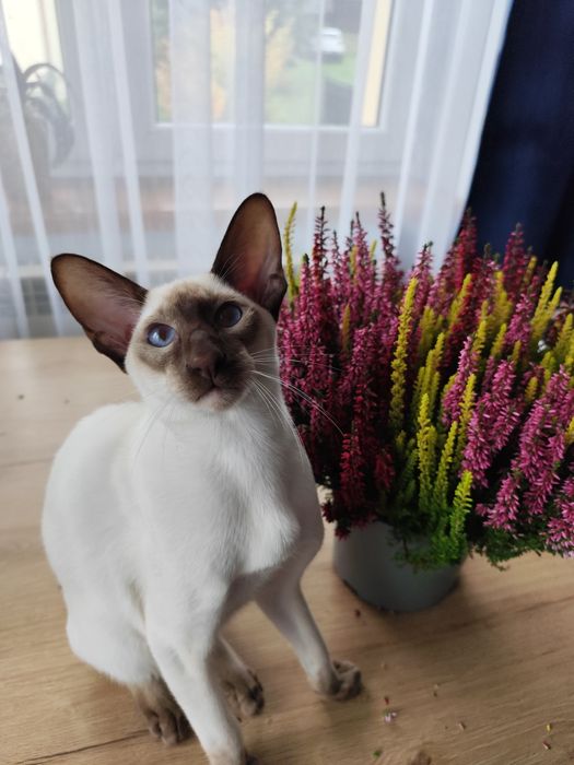 Kocurek orientalny syjamski rodowód Fpl