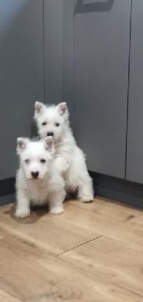 West Highland White Terrier