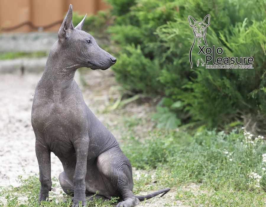 Мексиканський голий пес