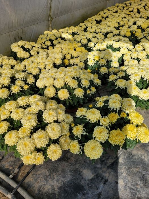 Chryzantemy Wielkokwiatowe * Średniokwiatowe *ANASTAZJA*IRINA*ROSELA*