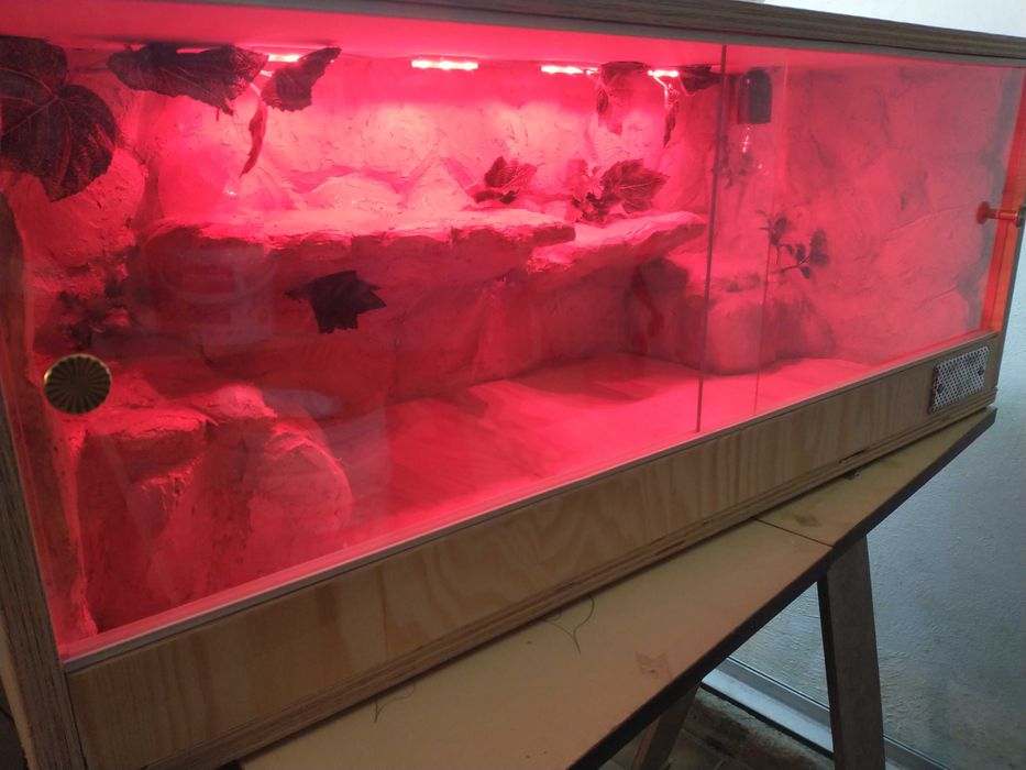 Terrarium skalne dla agamy, nowe