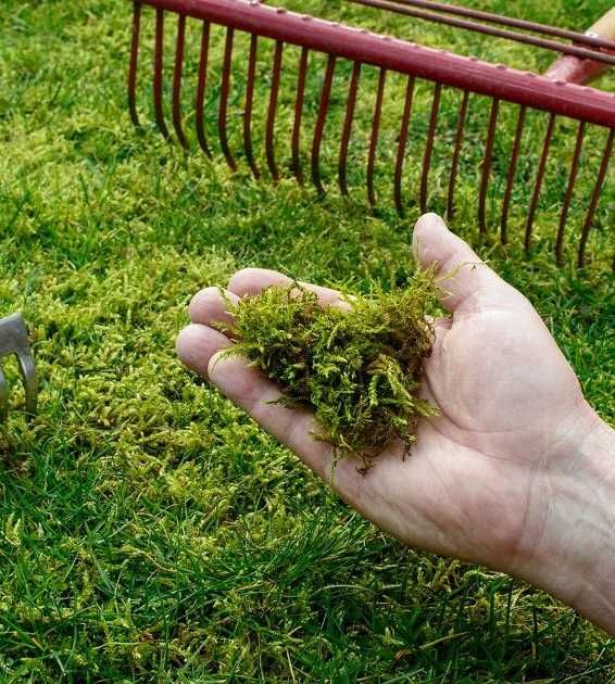Antymech Siarczan Żelaza Nawóz do Trawnika 10kg