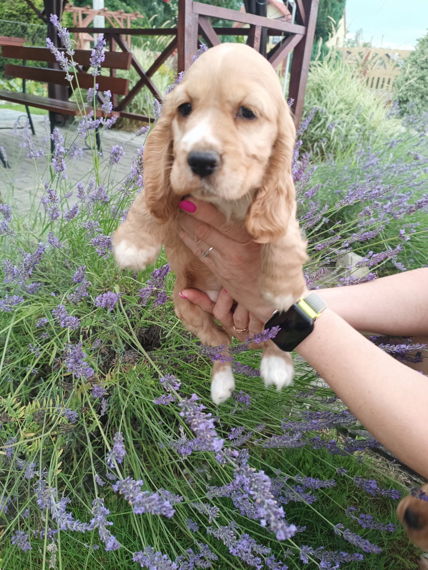 Piesek cocker spaniel angielski.