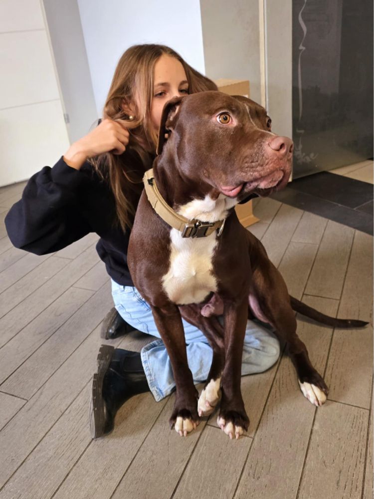 Cudowny Pit bull  red nose Magnus