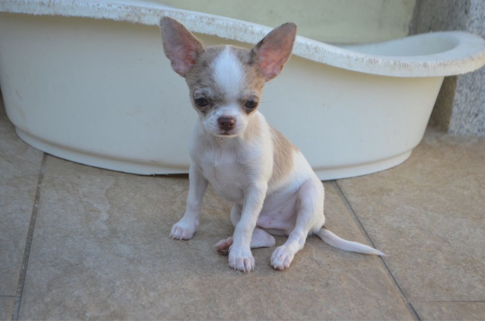 Chihuahua pelo curto merle macho mini