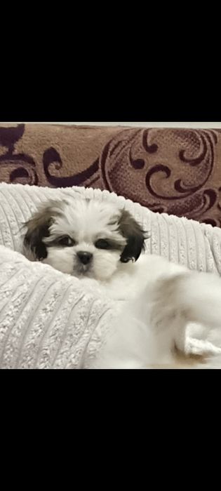 Хлопчики Ши-тцу. Забілені,чистокровні.Mini.