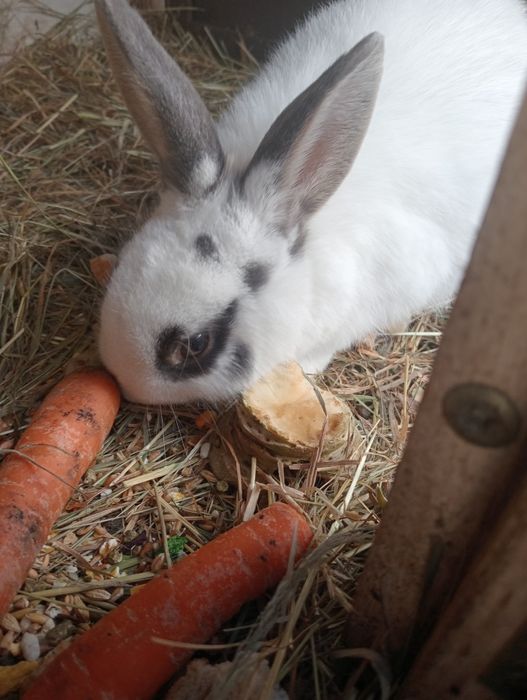 Króliczki 5 miesięcy