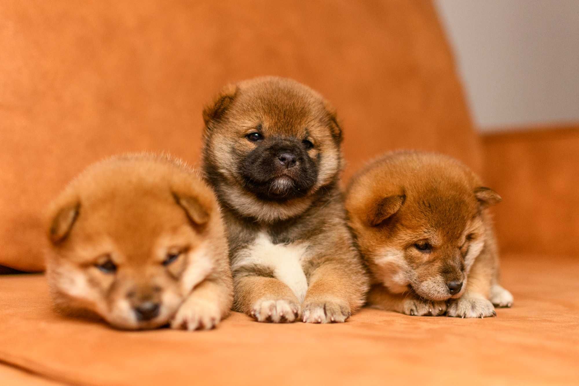 Прекрасные щенки шиба ину (shiba inu)