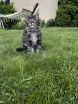 Kocurek maine coon do odbioru