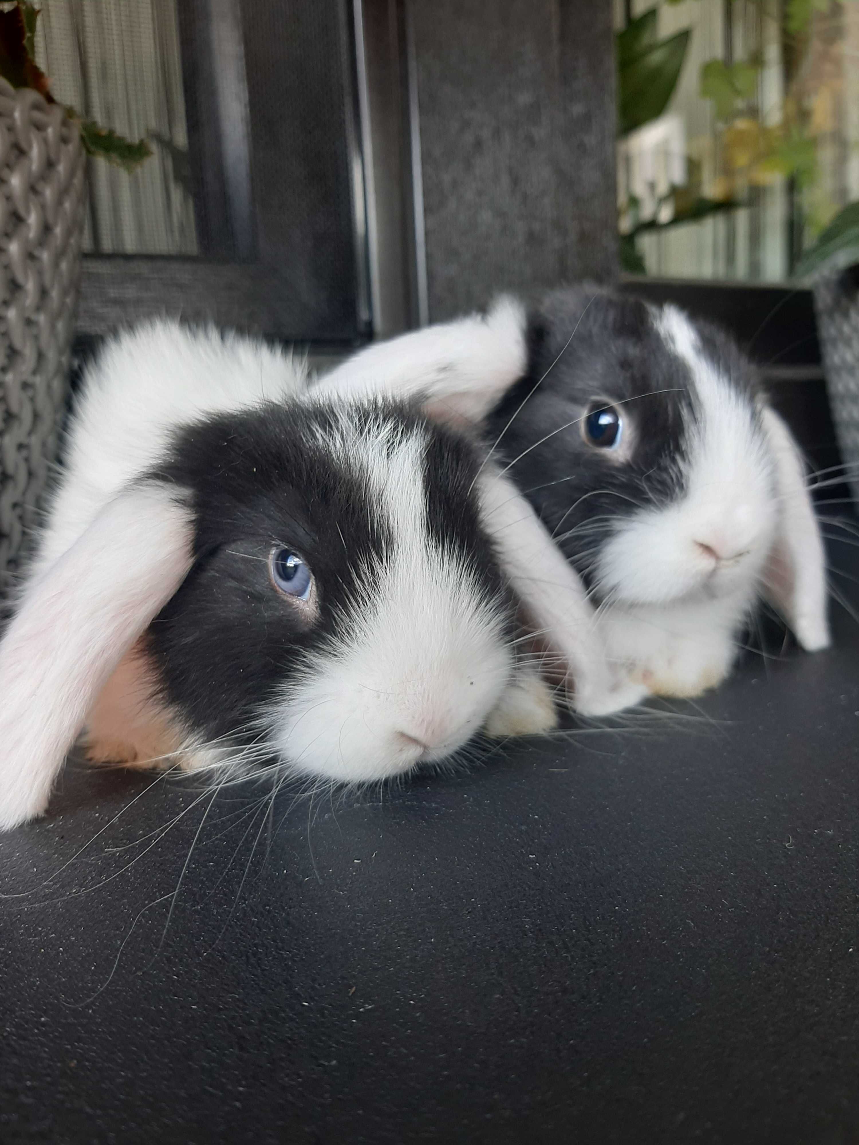 Kroliki baranek karzełek miniaturka mini lop