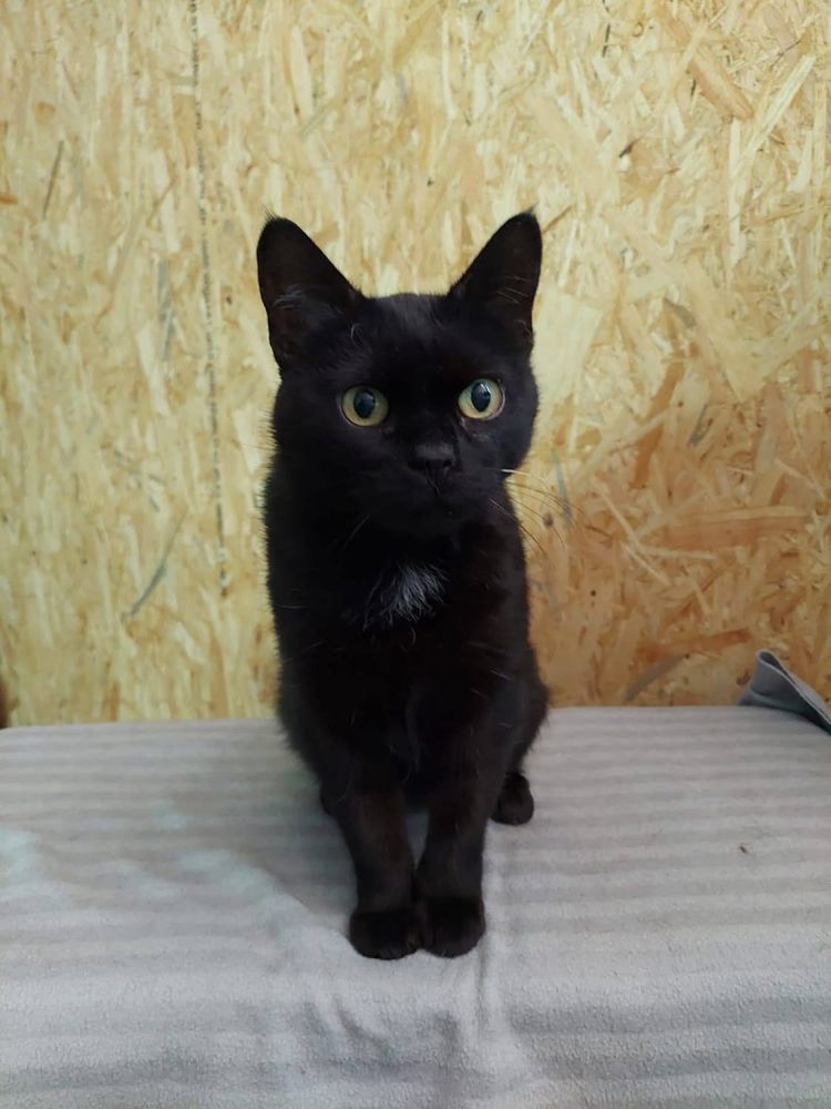 Kotka Yoko do adopcji