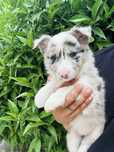 Excelente menino border collie merle