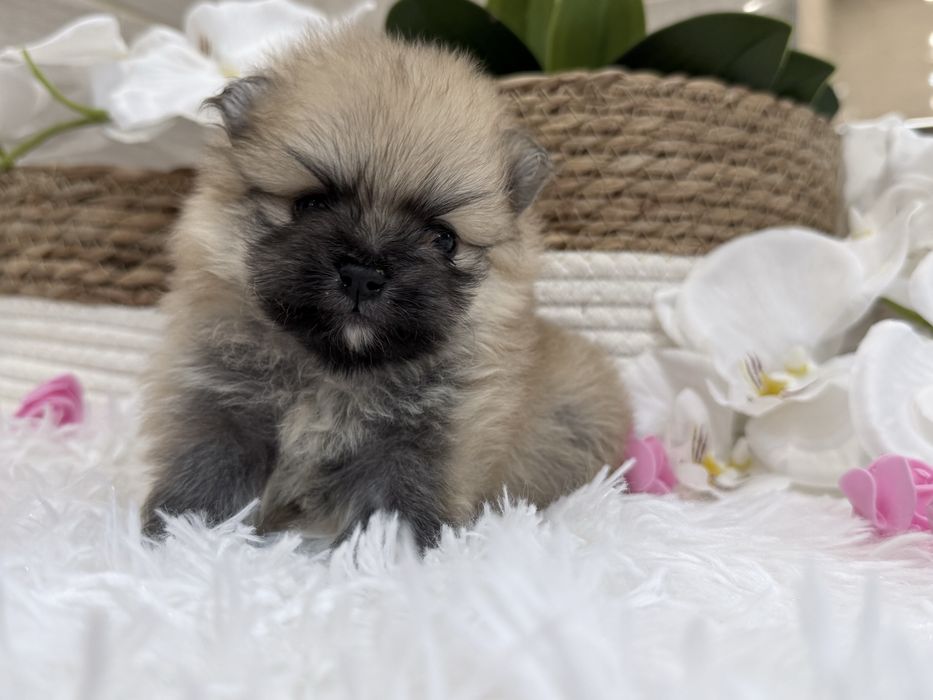 Szpic miniaturowy pomeranian, suczka, orange sable.