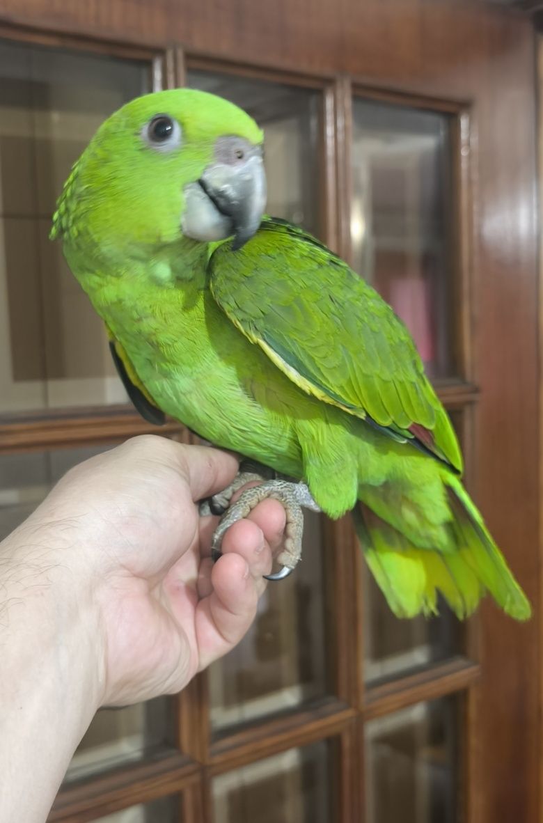 Papagaio amazona o auropallita
