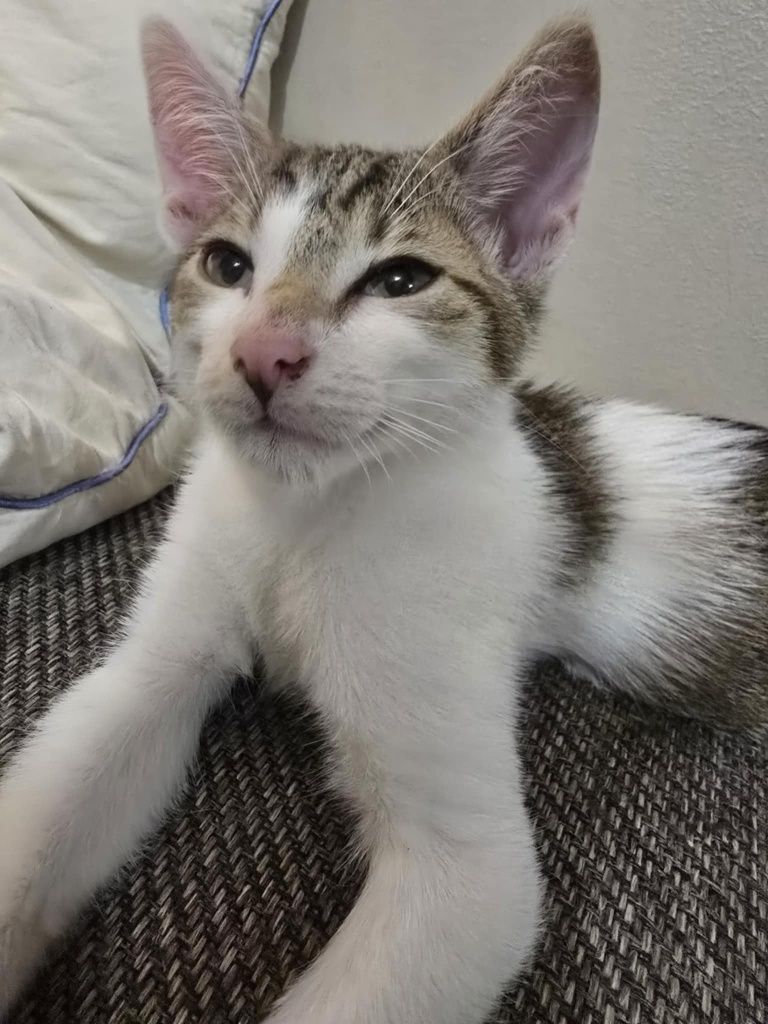 Piękny kocurek do adopcji
