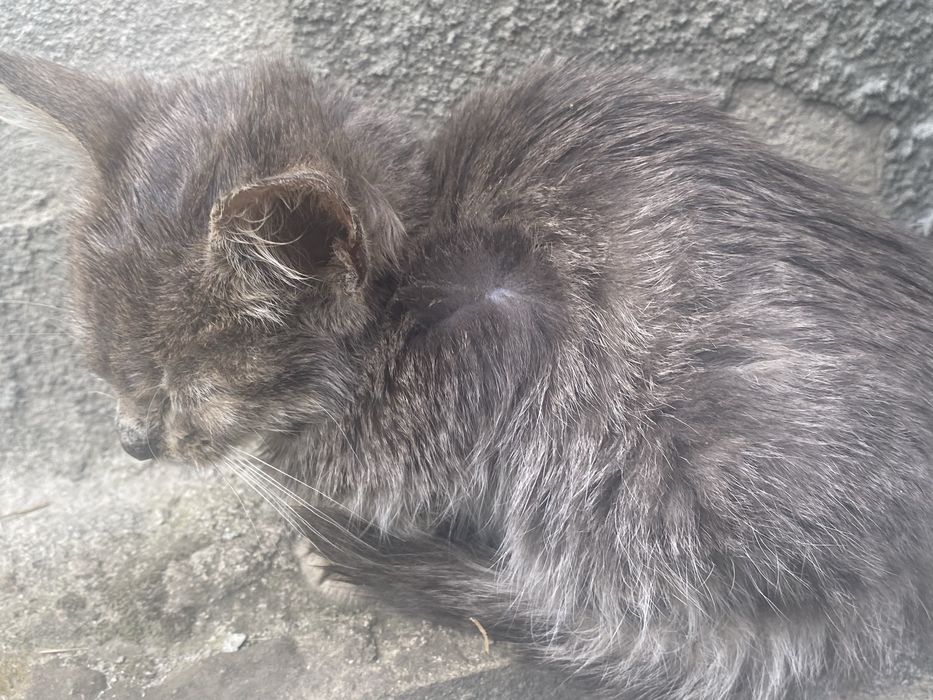 Кошенята (3 місяці)