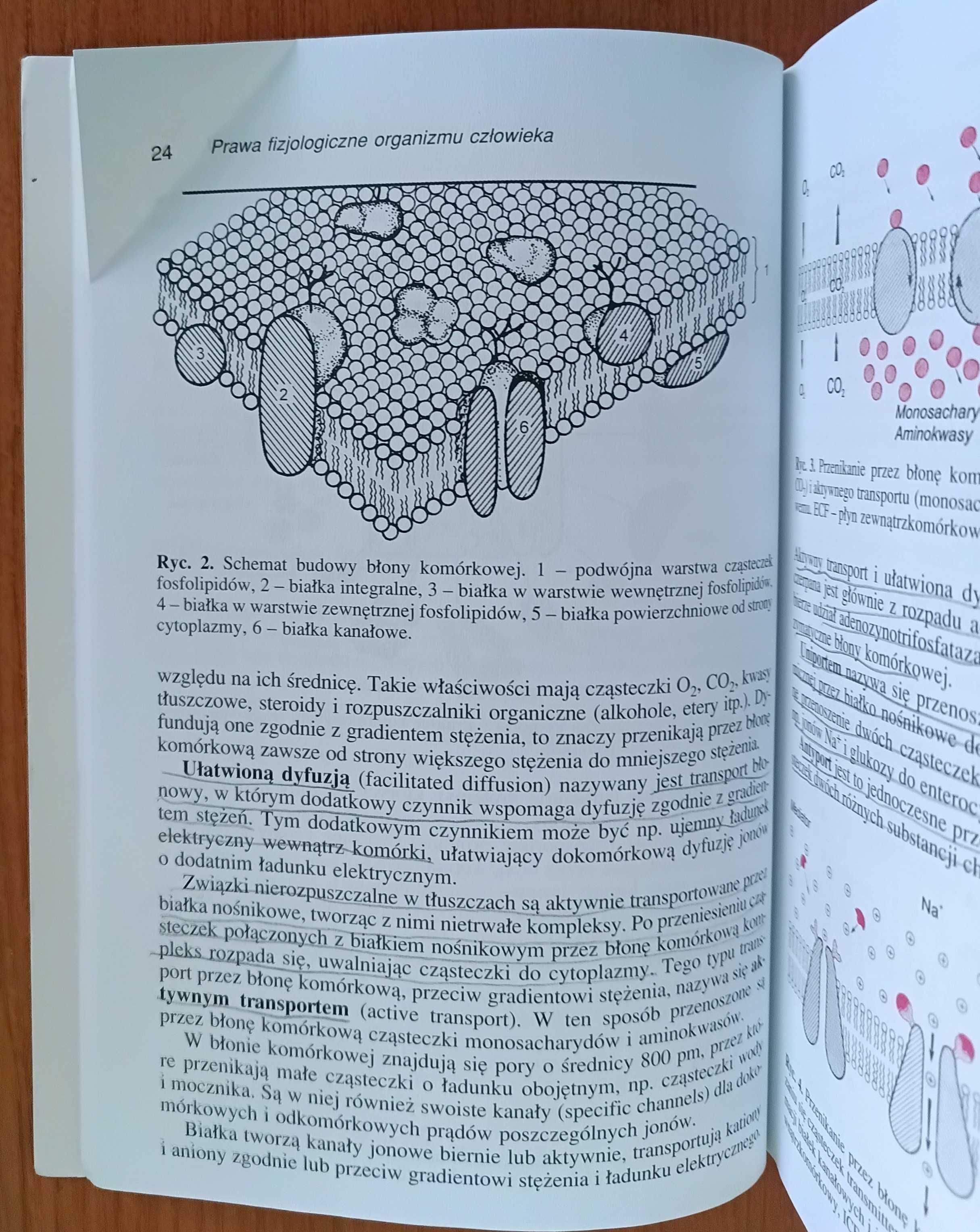 Władysław Z. Traczyk "Fizjologia człowieka w zarysie"