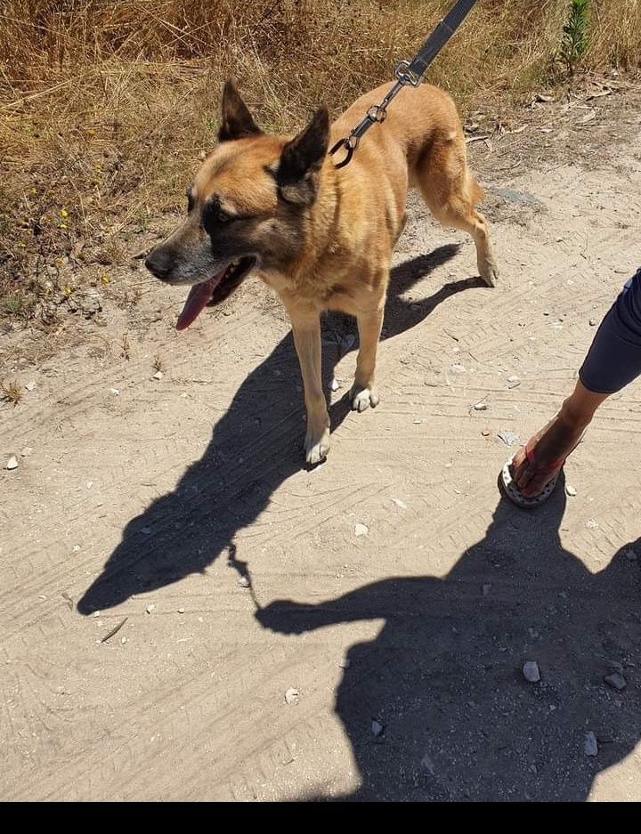 Anjo- Cachorro de porte médio para adoção