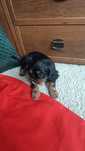Cavalier king Charles spaniel pies