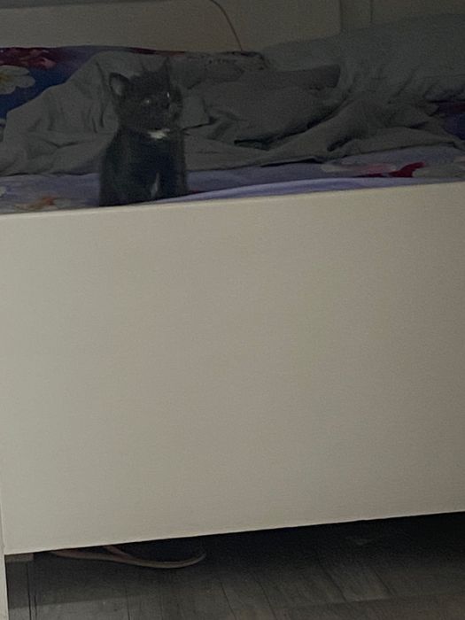 Кошенятко у добрі руки