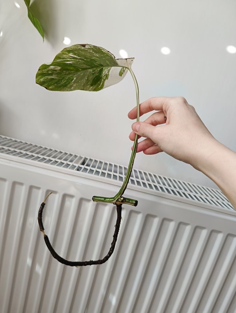 Monster deliciosa, monstera variagate liść pędówka