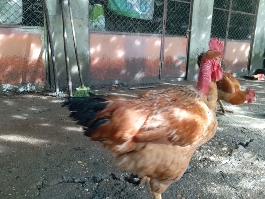 Galos criados ar livre