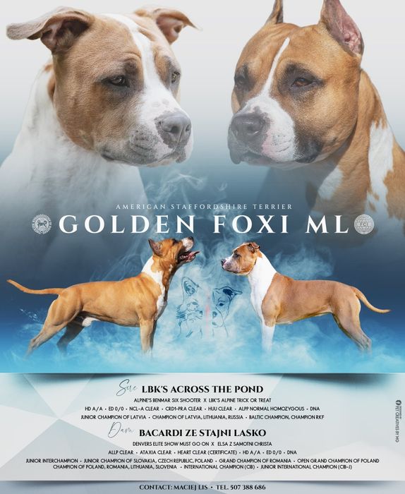 Amstaff Suczka  Ast American STAFFORDSHIRE TERIER