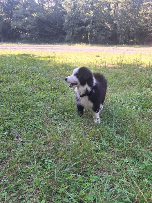 Border collie szczeniak gotowy do odbioru szuka domu