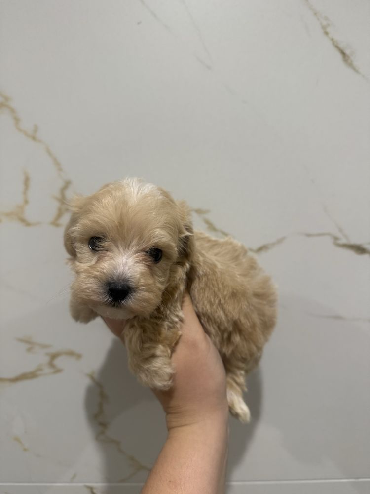 Maltipoo sunia maltanczyk pudel toy