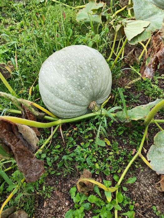 Dynia dla bydła zwierząt