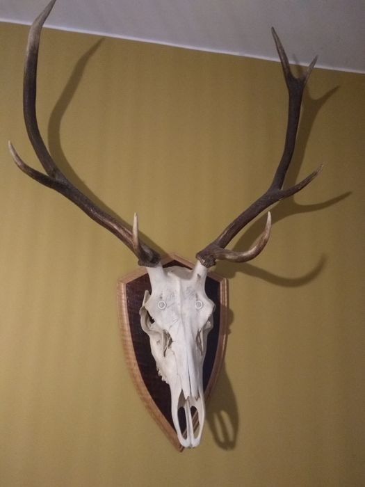 Rogi jelenia z czaszką.Stan Idealny.