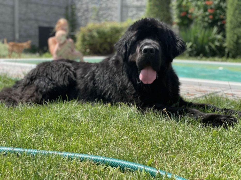 Зоогостинница, передержка