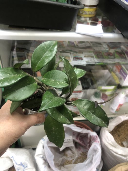 Хойя (восковій плющ)