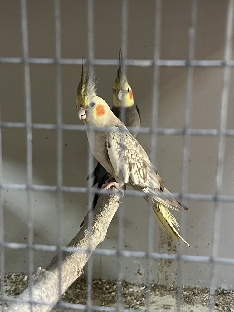 Casal caturras reprodutor