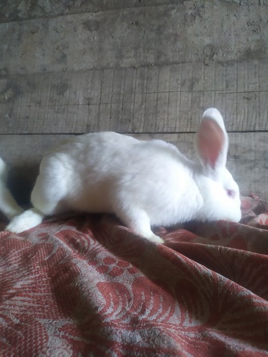 Продаються кролі термонці.