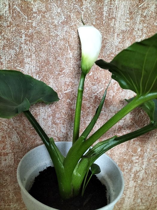 Кала біла квітуюча